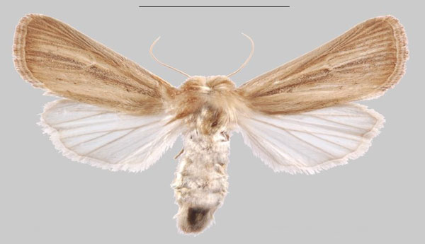 /filer/webapps/moths/media/images/C/cretica_Sesamia_AF_MNHNa.jpg