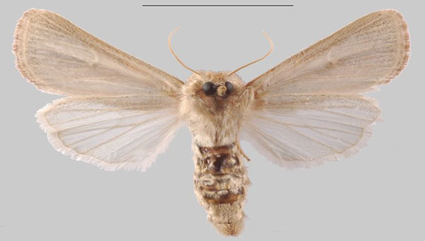 /filer/webapps/moths/media/images/C/cretica_Sesamia_AF_MNHNb.jpg