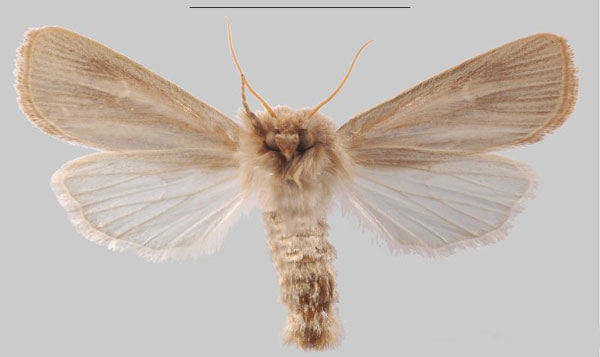 /filer/webapps/moths/media/images/C/cretica_Sesamia_AM_MNHNb.jpg