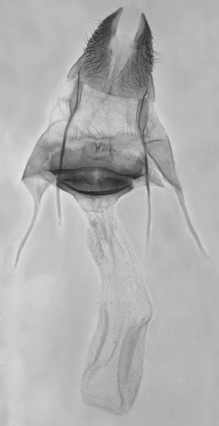 /filer/webapps/moths/media/images/C/cretica_Sesamia_GF_MNHN.jpg