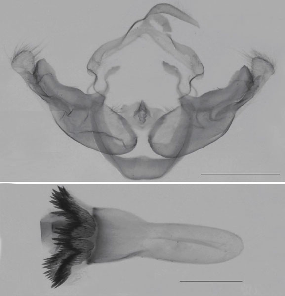 /filer/webapps/moths/media/images/C/cretica_Sesamia_GM_MNHN.jpg