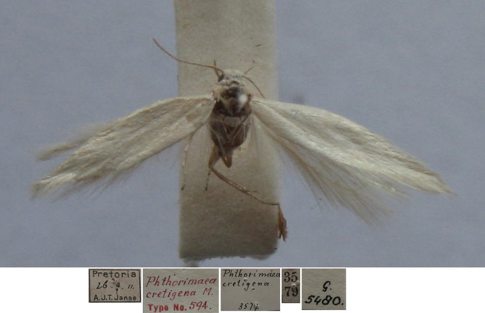 /filer/webapps/moths/media/images/C/cretigena_Phthorimaea_FHT_TMSA.jpg