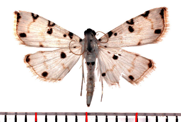 /filer/webapps/moths/media/images/C/cribrata_Pycnarmon_AM_Poltavsky.jpg