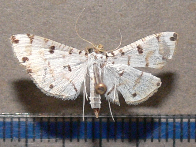 /filer/webapps/moths/media/images/C/cribrata_Pycnarmon_A_Goffa_01.jpg