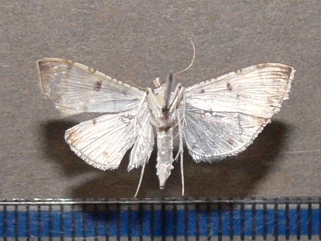 /filer/webapps/moths/media/images/C/cribrata_Pycnarmon_A_Goffb_01.jpg