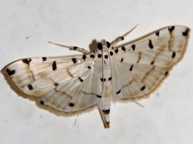 /filer/webapps/moths/media/images/C/cribrata_Pycnarmon_A_Grimm.jpg