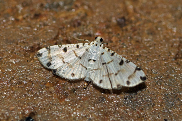 /filer/webapps/moths/media/images/C/cribrata_Pycnarmon_A_Voaden.jpg