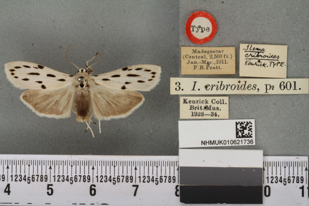 /filer/webapps/moths/media/images/C/cribroides__Eilema_HT_BMNHa.jpg