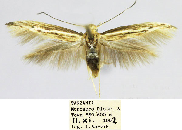 /filer/webapps/moths/media/images/C/cricetinaeformis_Scythris_HT_NHMO_fVLbKYT.jpg