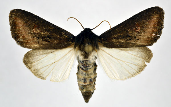 /filer/webapps/moths/media/images/C/crini_Brithys_AF_NHMO.jpg