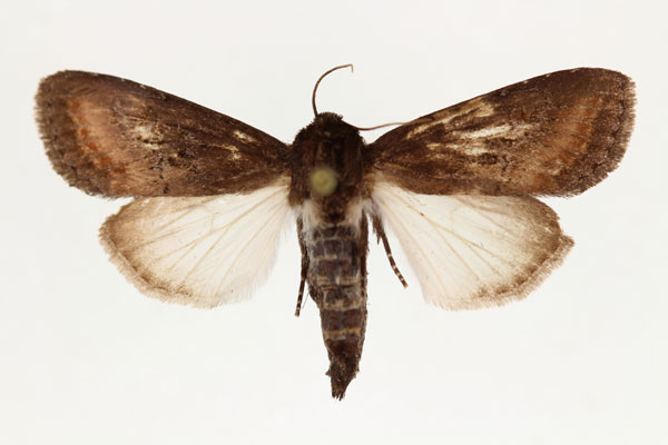 /filer/webapps/moths/media/images/C/crini_Brithys_AF_RMCA.jpg