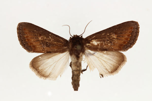 /filer/webapps/moths/media/images/C/crini_Brithys_AM_RMCA.jpg