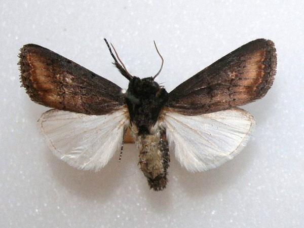 /filer/webapps/moths/media/images/C/crini_Brithys_A_Goff_01.jpg