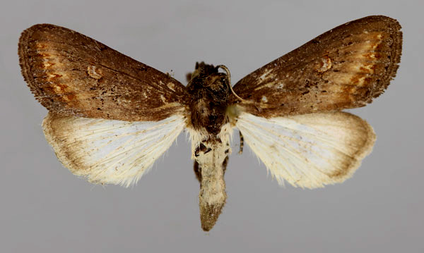 /filer/webapps/moths/media/images/C/crini_Brithys_A_RMCA_03.jpg
