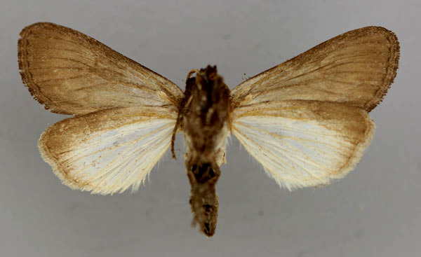 /filer/webapps/moths/media/images/C/crini_Brithys_A_RMCA_04.jpg