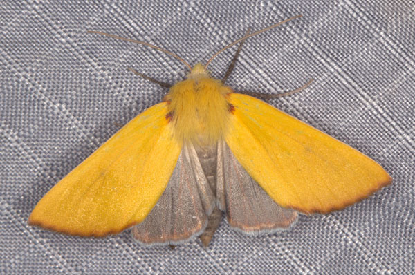 /filer/webapps/moths/media/images/C/crinita_Acrasia_AF_Heynsa.jpg