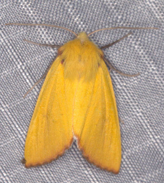 /filer/webapps/moths/media/images/C/crinita_Acrasia_AF_Heynsb.jpg