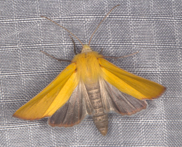 /filer/webapps/moths/media/images/C/crinita_Acrasia_AF_Heynsc.jpg