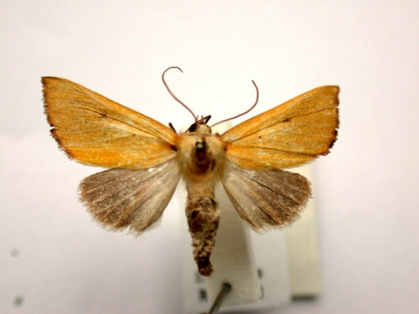 /filer/webapps/moths/media/images/C/crinita_Acrasia_AF_RevellZA.JPG