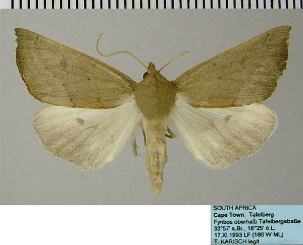 /filer/webapps/moths/media/images/C/crinita_Acrasia_AF_ZSM.jpg