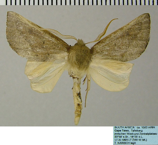 /filer/webapps/moths/media/images/C/crinita_Acrasia_AM_ZSM.jpg