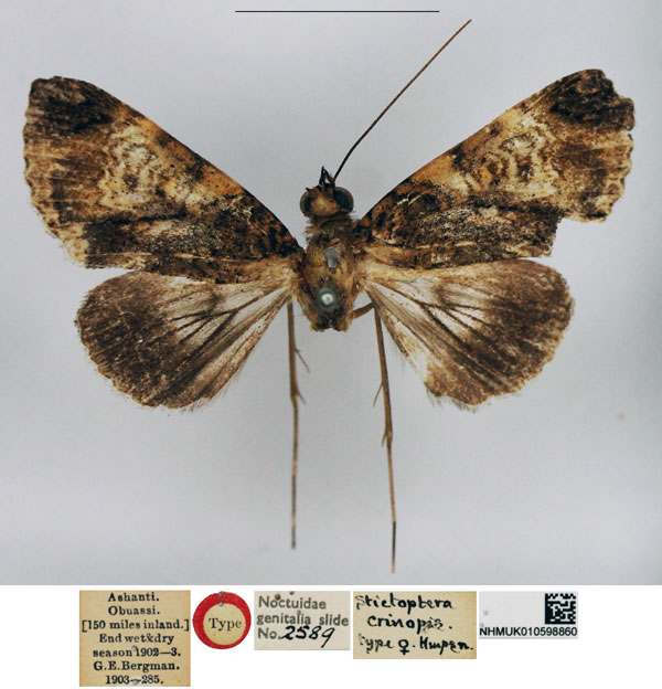 /filer/webapps/moths/media/images/C/crinopis_Stictopera_HT_NHMUK.jpg