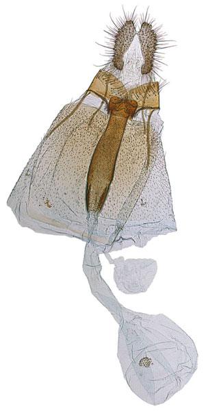 /filer/webapps/moths/media/images/C/criopis_Ubawamzuri_GF_NHMO_4157.jpg