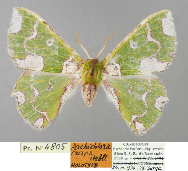 /filer/webapps/moths/media/images/C/crispa_Archichlora_HT_ZSM_01.jpg