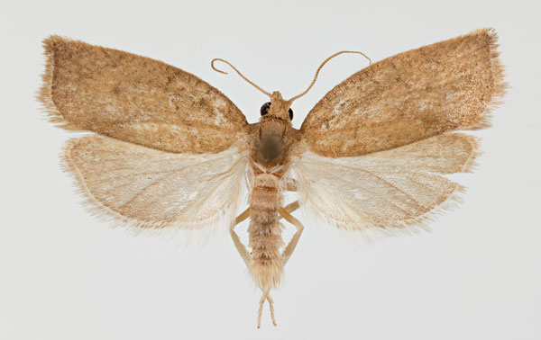 /filer/webapps/moths/media/images/C/crispata_Clepsis_AM_ZMHB.jpg