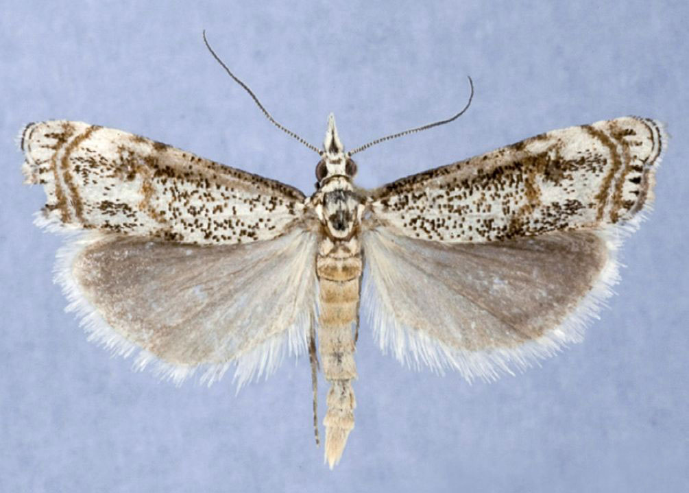 /filer/webapps/moths/media/images/C/cristata_Aurotalis_PTM_Bassi.jpg