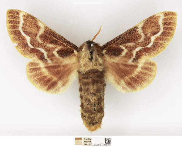 /filer/webapps/moths/media/images/C/cristata_Streblote_AF_NHMUK.jpg