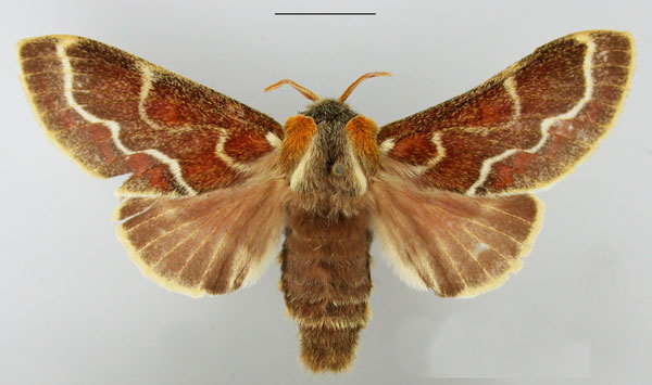 /filer/webapps/moths/media/images/C/cristata_Streblote_AF_TMSA.jpg
