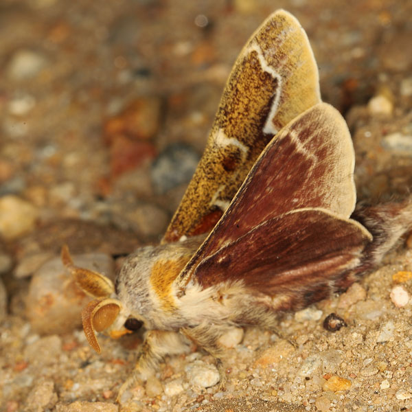 /filer/webapps/moths/media/images/C/cristata_Streblote_AM_Heynsa.jpg