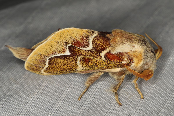 /filer/webapps/moths/media/images/C/cristata_Streblote_AM_Heynsb.jpg