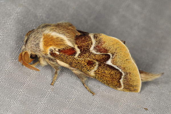 /filer/webapps/moths/media/images/C/cristata_Streblote_AM_Heynsc.jpg