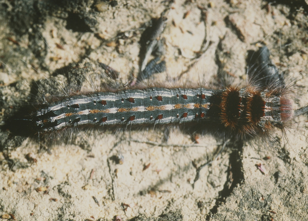 /filer/webapps/moths/media/images/C/cristata_Streblote_C_Roland_01.jpg