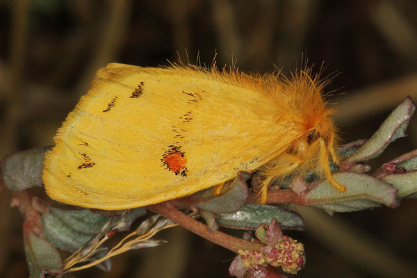 /filer/webapps/moths/media/images/C/crocata_Euproctis_AM_Heynsc.jpg