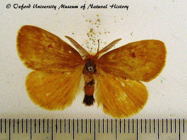 /filer/webapps/moths/media/images/C/crocata_Euproctis_A_OUMNH_01.jpg