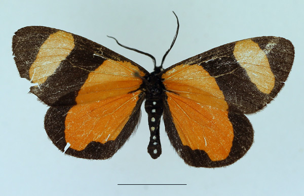 /filer/webapps/moths/media/images/C/crocea_Terine_AF_TMSA_02.jpg