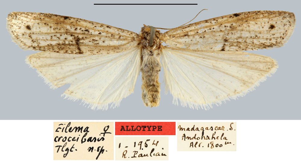 /filer/webapps/moths/media/images/C/croceibasis_Eilema_AT_MNHN.jpg