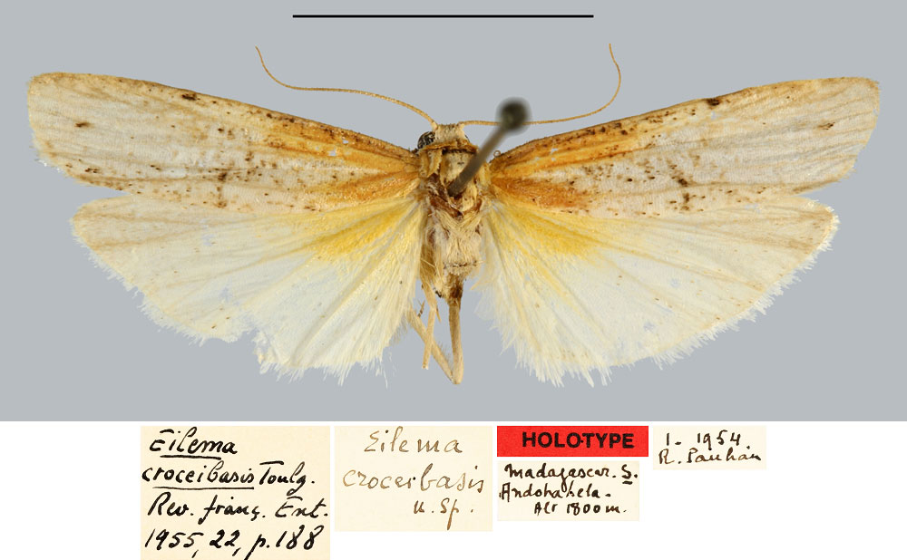 /filer/webapps/moths/media/images/C/croceibasis_Eilema_HT_MNHN.jpg