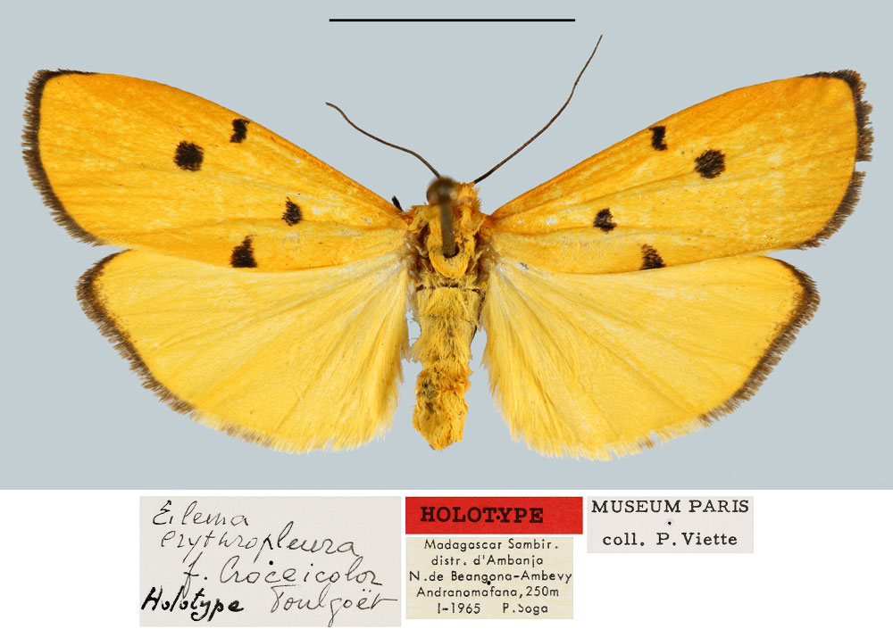 /filer/webapps/moths/media/images/C/croceicolor_Eilema_HT_MNHN.jpg