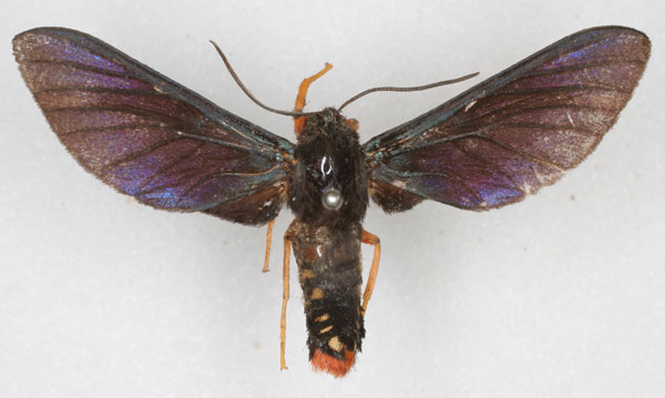 /filer/webapps/moths/media/images/C/croceipes_Melisa_ST_SNHM_01.jpg