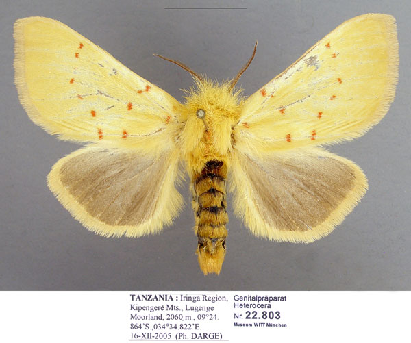 /filer/webapps/moths/media/images/C/croceipuncta_Antheua_AF_MWM.jpg