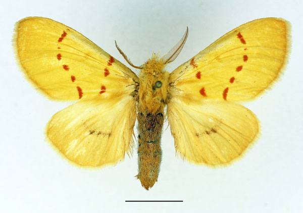 /filer/webapps/moths/media/images/C/croceipuncta_Antheua_AM_Basquin_01_9H10Fgq.jpg