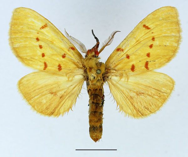 /filer/webapps/moths/media/images/C/croceipuncta_Antheua_AM_Basquin_02_IP950rV.jpg