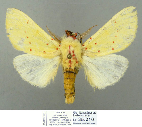 /filer/webapps/moths/media/images/C/croceipuncta_Antheua_AM_MWM.jpg