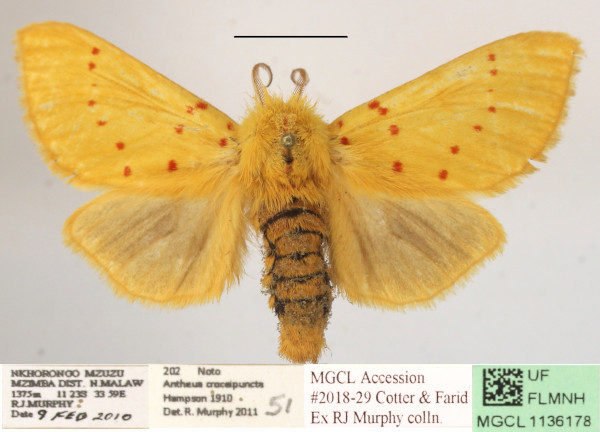 /filer/webapps/moths/media/images/C/croceipuncta_Antheua_A_MGCL_01.JPG