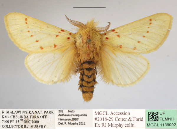 /filer/webapps/moths/media/images/C/croceipuncta_Antheua_A_MGCLa_01.JPG