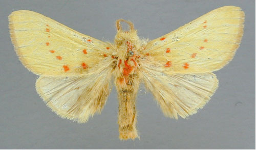 /filer/webapps/moths/media/images/C/croceipuncta_Antheua_A_RMCA_01.jpg